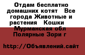 Отдам бесплатно домашних котят - Все города Животные и растения » Кошки   . Мурманская обл.,Полярные Зори г.